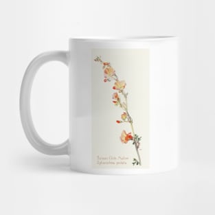 Munro's Globemallow - Botanical Illustration Mug